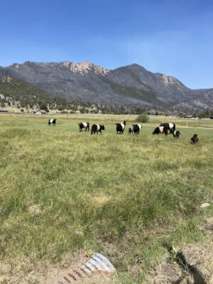 Cows graze on a beautiful pasture near a mountain in Pine Valley, Utah