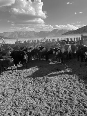 77940471-36E8-4C25-9EAF-B99647FC3B29_4_5005_c